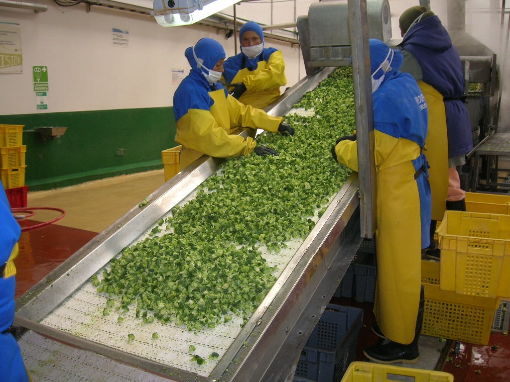果蔬休閑食品輸送機 糕點類輸送機 水產類輸送機 水果類輸送機 分揀機輸送機